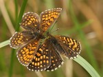 Námluvy, vlevo samec, Čechy, Kašperské Hory, 6.2012. Foto M. Vojtíšek