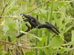 Larvální hnízdo, Litovelské Pomoraví, 24.5.2019. Foto V. Holec