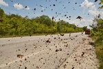 Řecko, gradace cípatce, okolí jezera Kerkini, 16.5.2018. Foto M. Hrouzek
