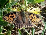 Melanistická forma, severní Morava, Ruda nad Moravou, 19.4.2020. Foto O. Bednář
