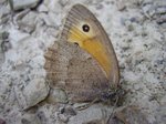 Samice, VVP Dědice, 6.8.2015. Foto A. Čelechovský