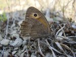 Samice, VVP Dědice, 6.8.2015. Foto A. Čelechovský