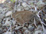Samice, VVP Dědice, 6.8.2015. Foto A. Čelechovský