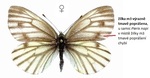 Determinační znak k rozlišení samic Pieris bryoniae a P. napi.