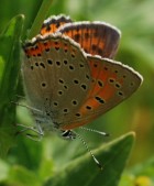 Samice, Morava, 2007. Foto L. Říčánek