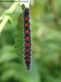 Dospělá larva, Jeseníky, 2006. Foto S. Krejčík
