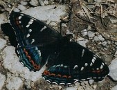 Samec, Drahanská vrchovina, 2004. Foto L. Říčánek