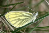 Samice, Mikulov, duben 2007. Foto S. Krejčík
