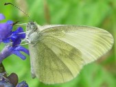 Samice, Bílé Karpaty, 2006. Foto L. Říčánek