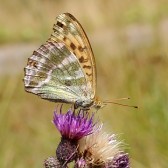 Samice, Šumava, 2003. Foto M. Vojtíšek