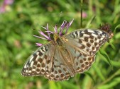 Samice f. valesina, Český kras, 2004. Foto M. Vojtíšek