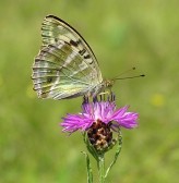 Samice f. valesina, Český kras, 2004. Foto M. Vojtíšek