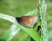 Hrubý Jeseník. Foto S. Krejčík