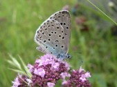Samice, Morava, 2005. Foto I. Dvořák