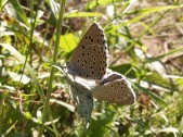 Kopulace, východní Morava, 2006. Foto L. Spitzer