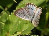 Samec, Křivoklátsko, 2006. Foto M. Vojtíšek