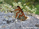 Samec, jižní Morava. Foto Z. Hanč