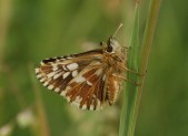 Samice, jižní Morava, 2007. Foto V. Křivan
