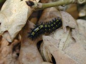 Dospělá larva, Čechy. Foto O. Čížek