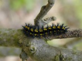 Dospělá larva, Čechy. Foto O. Čížek