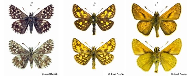 Soumračníkovití - Hesperiidae