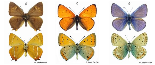 Modráskovití - Lycaenidae