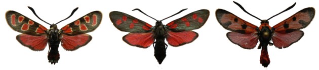 Vřetenuškovití - Zygaenidae