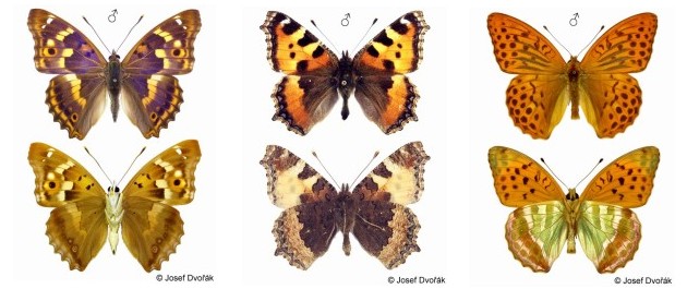 Babočkovití - Nymphalidae